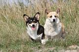 CORGI PEMBROKE 256